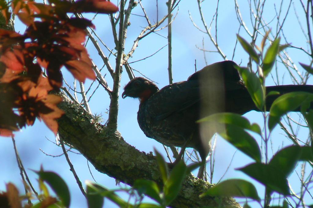 Posada Barlovento Tigre Pokoj fotografie